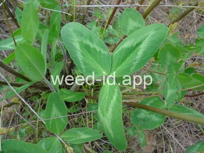 clover, red