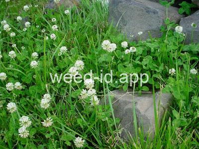 clover, white