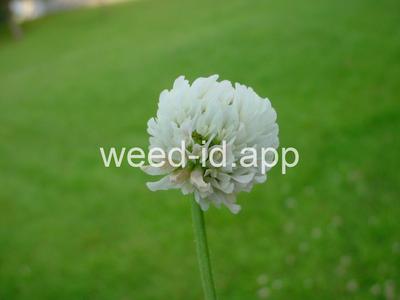 clover, white