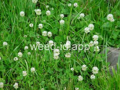 clover, white