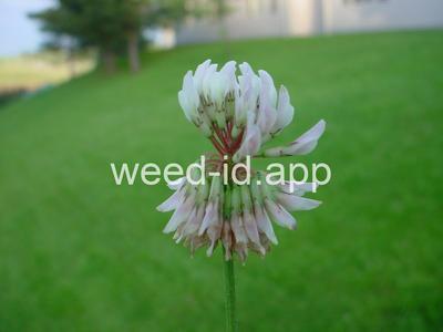 clover, white