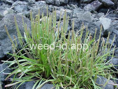 arrowgrass, seaside