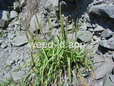 arrowgrass, seaside
