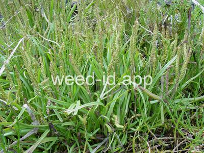 arrowgrass, seaside