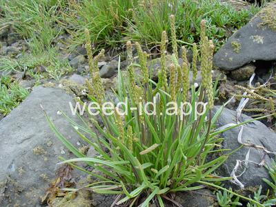 arrowgrass, seaside