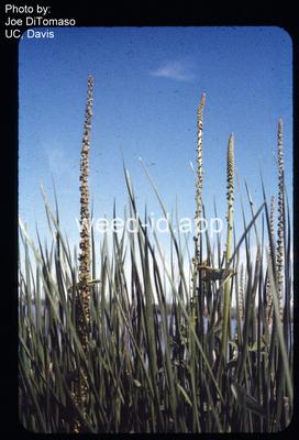 arrowgrass, seaside
