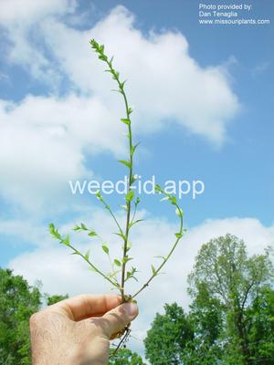 venuslookingglass, common