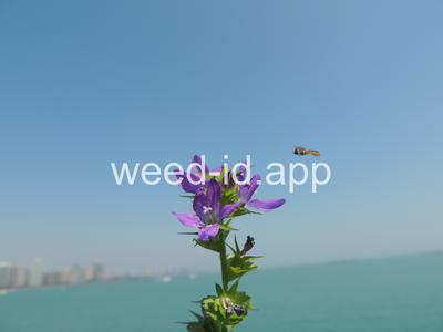 venuslookingglass, common