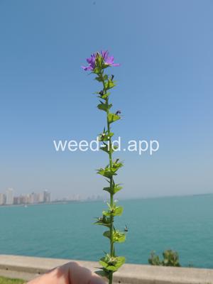 venuslookingglass, common