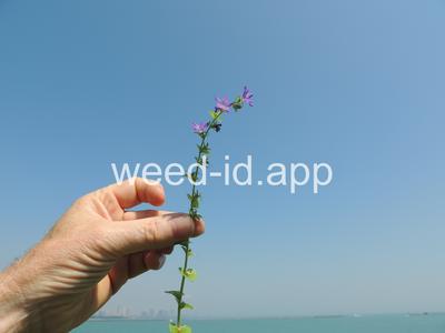 venuslookingglass, common