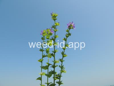 venuslookingglass, common