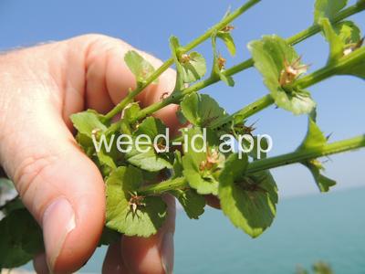 venuslookingglass, common