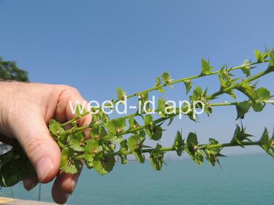 venuslookingglass, common