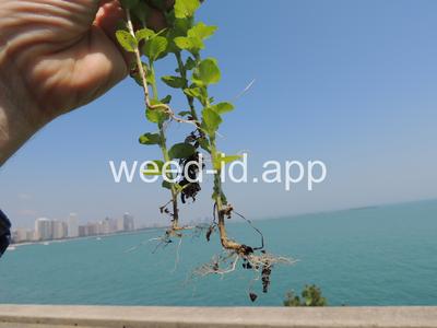 venuslookingglass, common