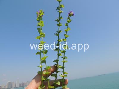 venuslookingglass, common