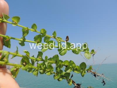 venuslookingglass, common