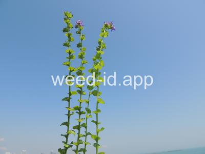 venuslookingglass, common