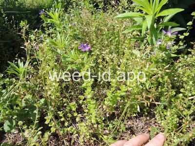 venuslookingglass, common