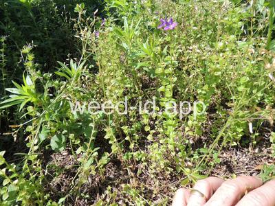 venuslookingglass, common