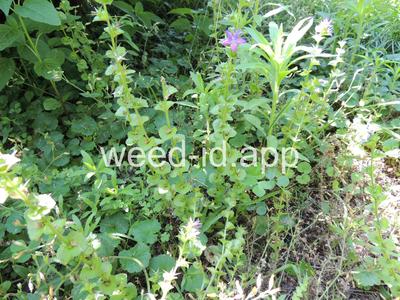 venuslookingglass, common