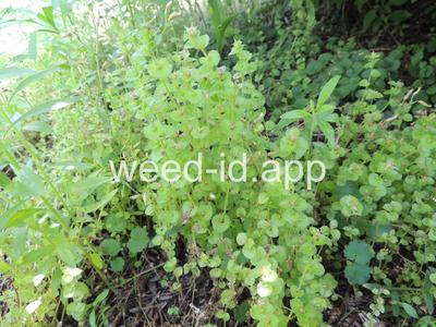 venuslookingglass, common