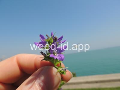 venuslookingglass, common