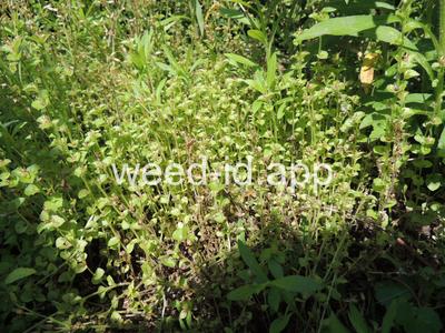 venuslookingglass, common