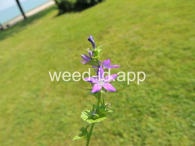 venuslookingglass, common