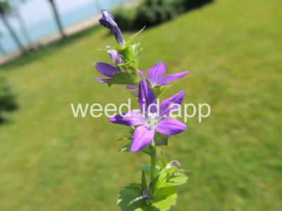 venuslookingglass, common