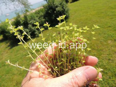 venuslookingglass, common