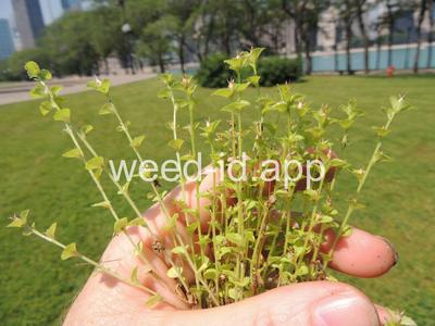 venuslookingglass, common