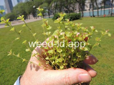 venuslookingglass, common