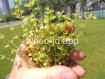 venuslookingglass, common