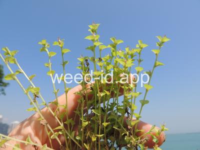 venuslookingglass, common