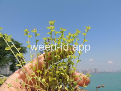 venuslookingglass, common