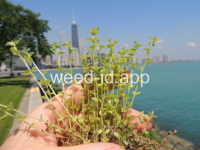 venuslookingglass, common