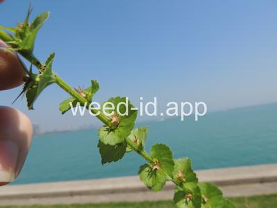 venuslookingglass, common