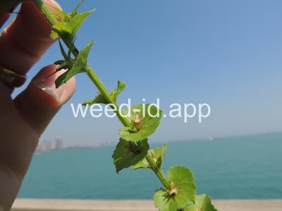 venuslookingglass, common