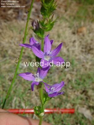 venuslookingglass, common