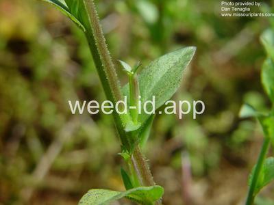 venuslookingglass, common