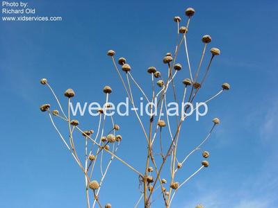 chamomile, scentless