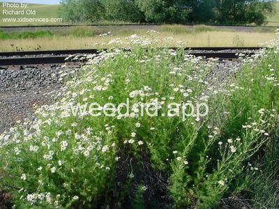 chamomile, scentless