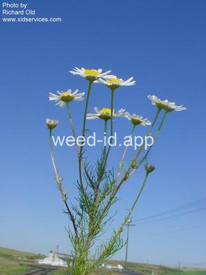 chamomile, scentless