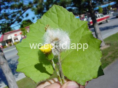 coltsfoot