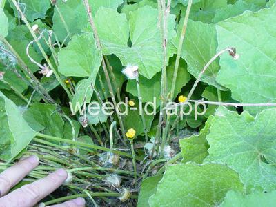 coltsfoot