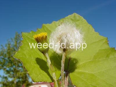 coltsfoot