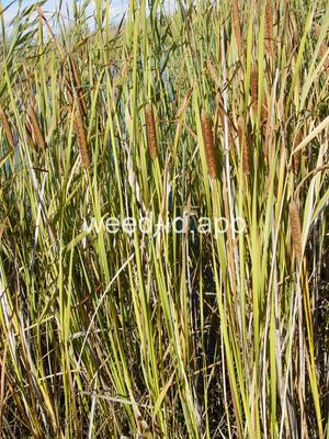 cattail, narrowleaf