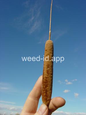 cattail, narrowleaf