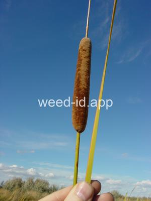 cattail, narrowleaf