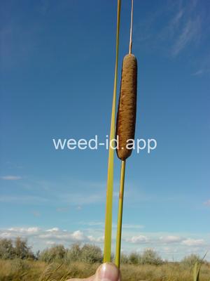 cattail, narrowleaf